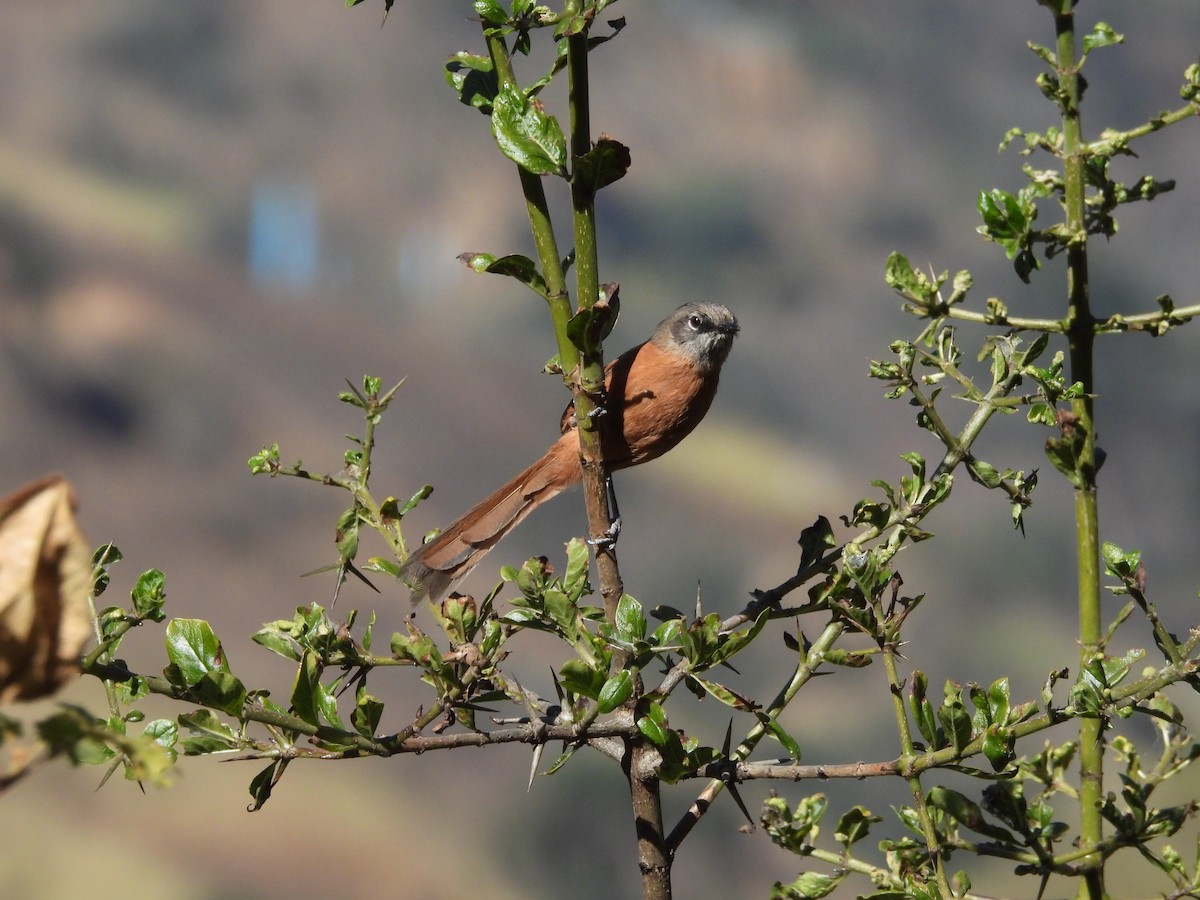 Russet-bellied Spinetail - ML620153481