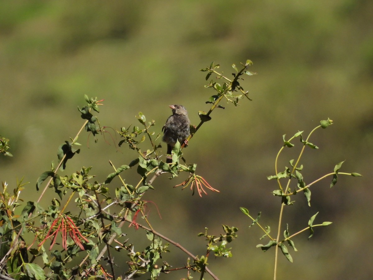 Mourning Sierra Finch - ML620153487