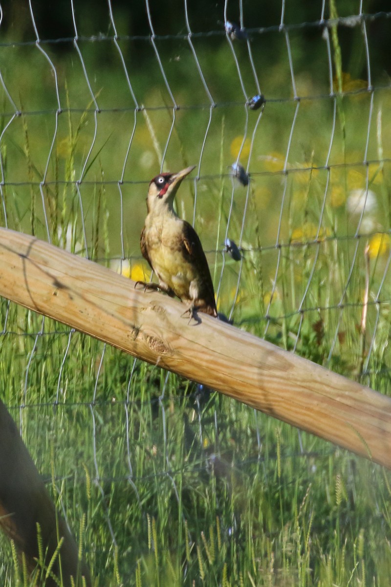 Eurasian Green Woodpecker - ML620153508
