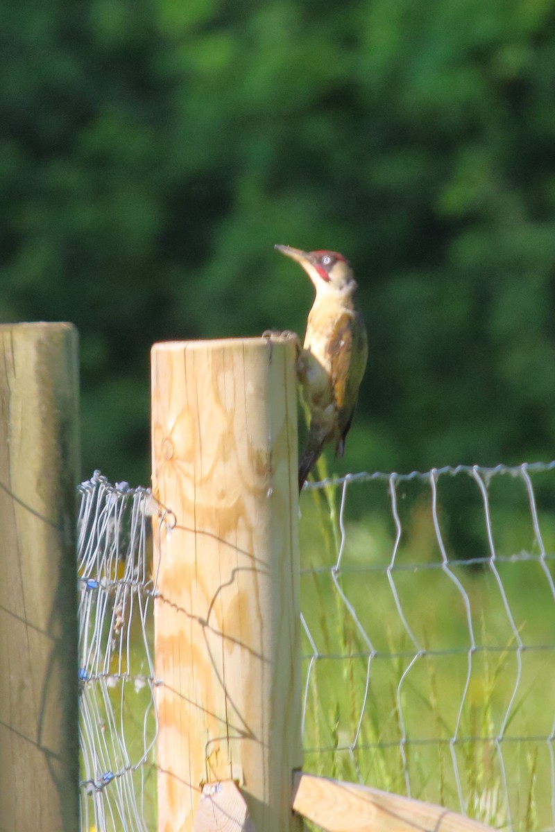 Eurasian Green Woodpecker - ML620153511