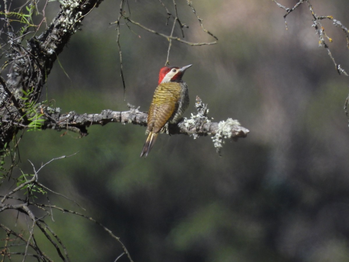 Black-necked Woodpecker - ML620153520