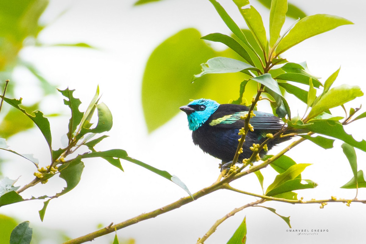 Blue-necked Tanager - ML620153526