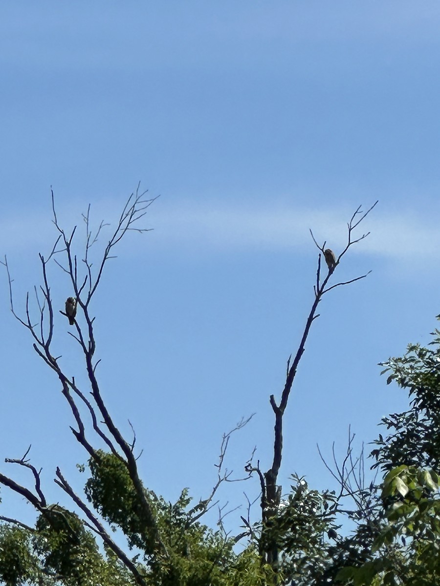 Red-shouldered Hawk - ML620153532