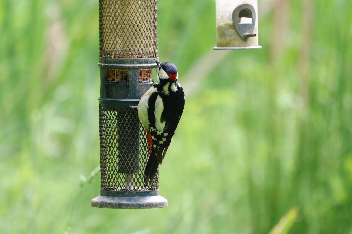 Great Spotted Woodpecker - ML620153533