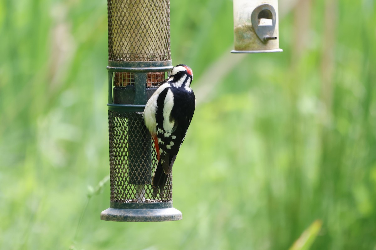 Great Spotted Woodpecker - ML620153534