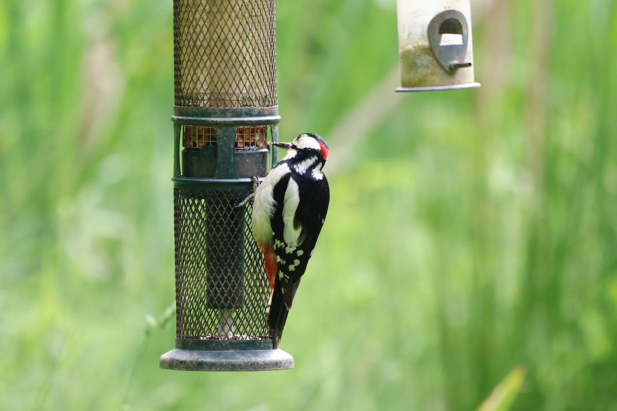 Great Spotted Woodpecker - ML620153535