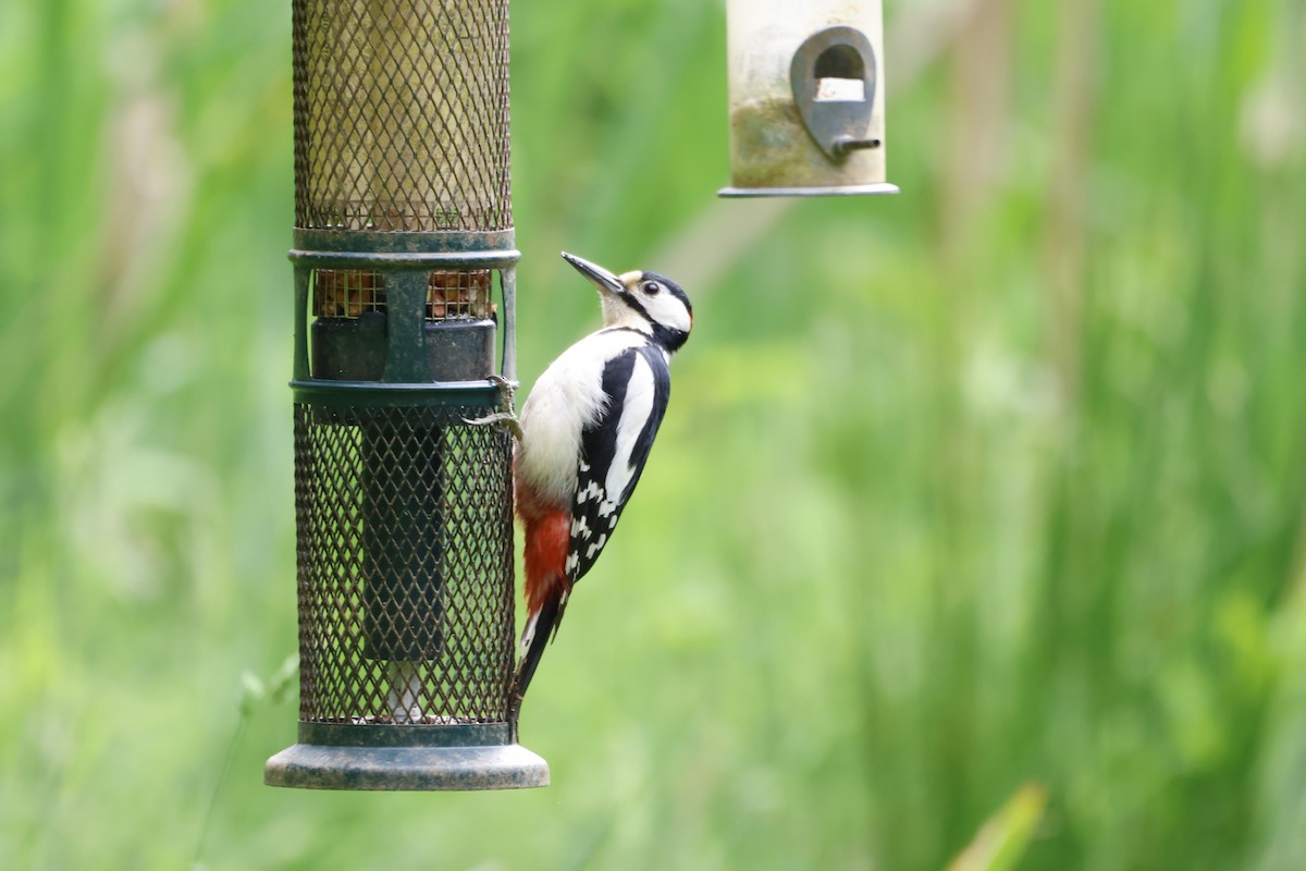 Great Spotted Woodpecker - ML620153536