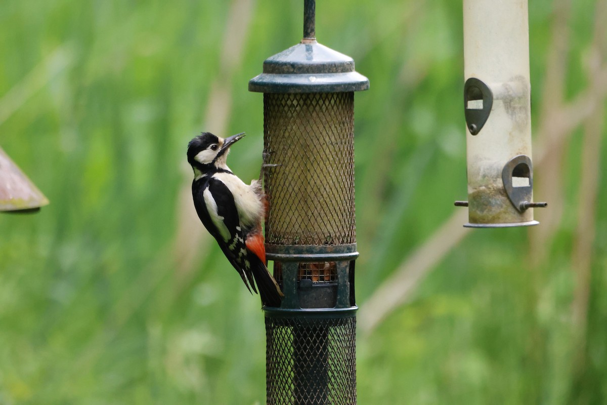 Great Spotted Woodpecker - ML620153538