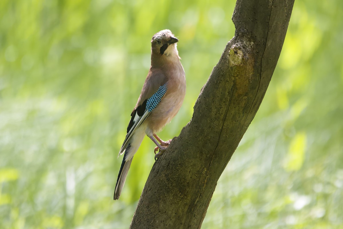 Eurasian Jay - ML620153556