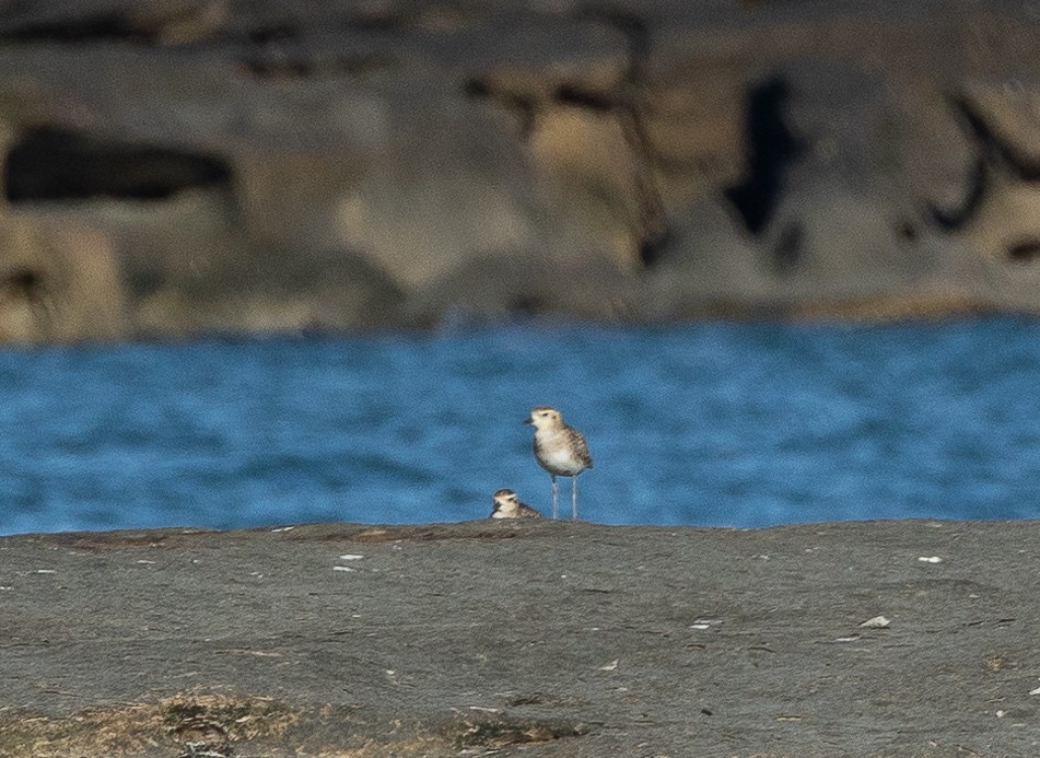 Pacific Golden-Plover - ML620153570