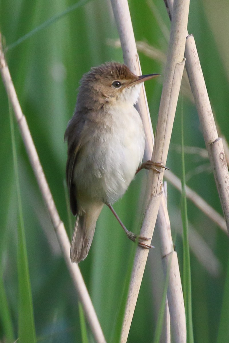 Common Reed Warbler - ML620153574