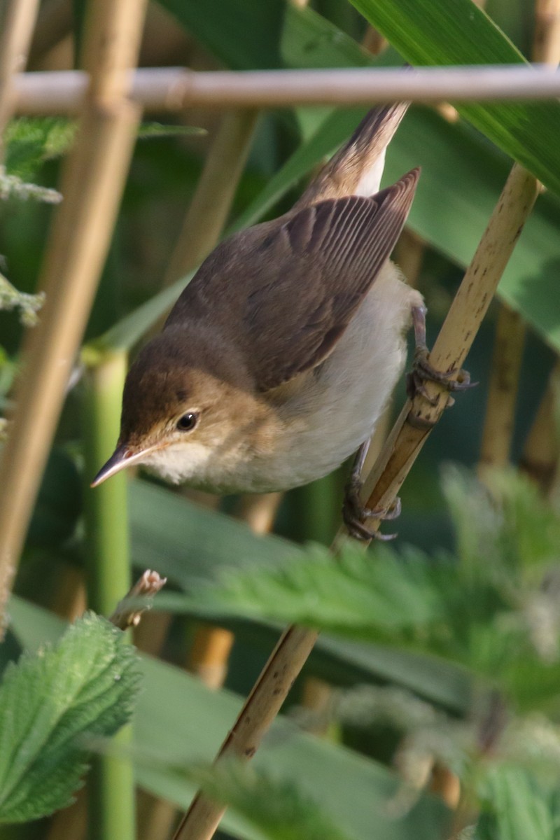 Common Reed Warbler - ML620153575