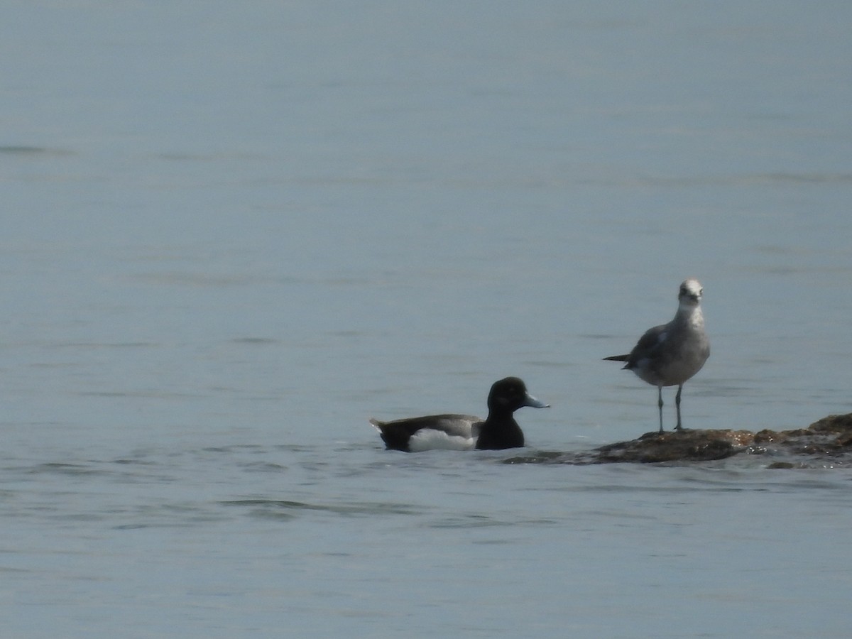 Greater Scaup - ML620153576