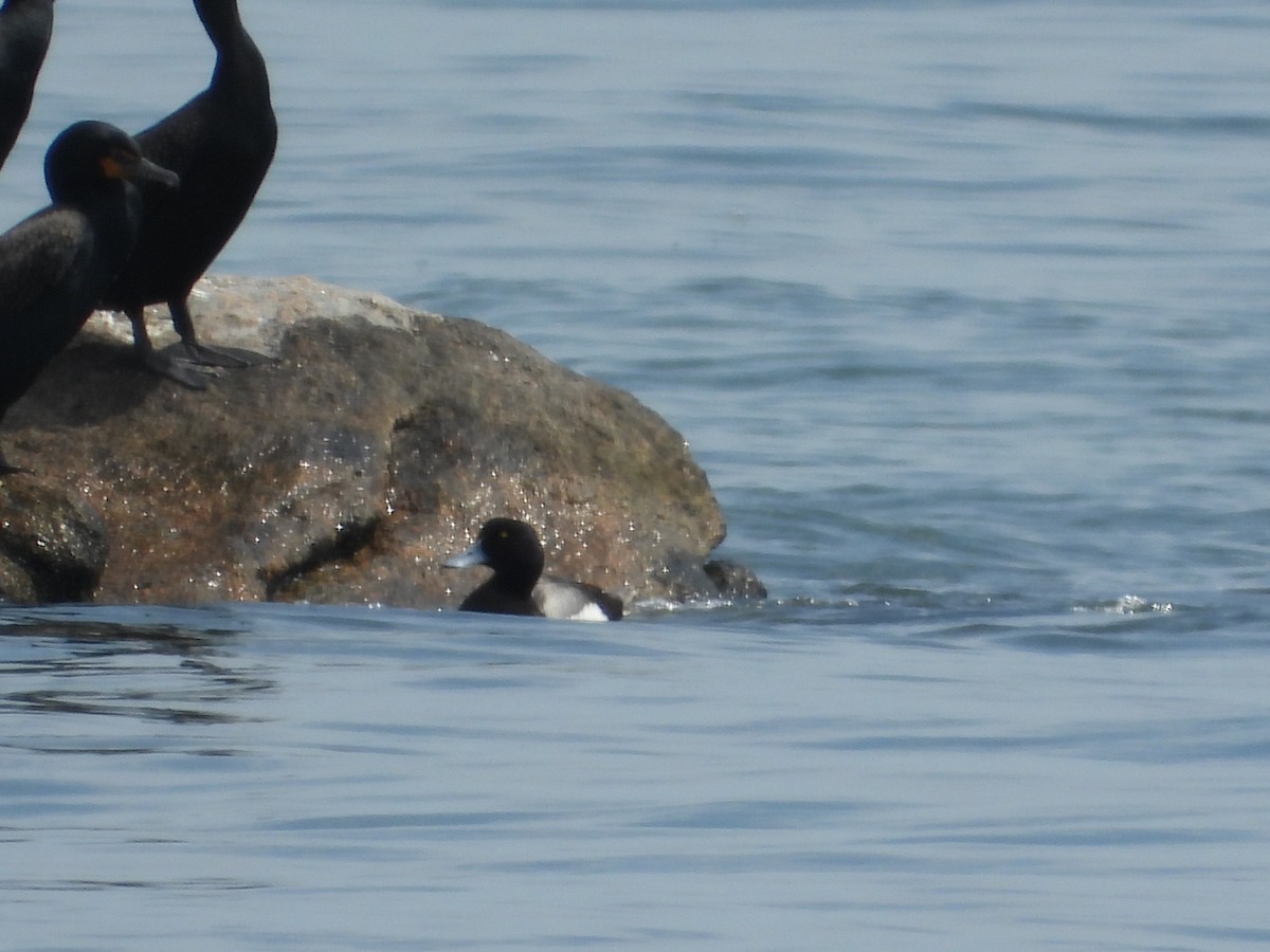 Greater Scaup - ML620153577