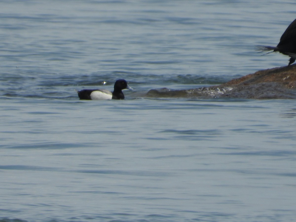 Greater Scaup - ML620153578