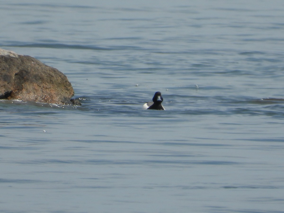 Greater Scaup - ML620153579