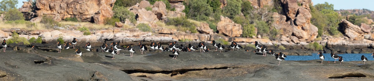 Pied Oystercatcher - ML620153583