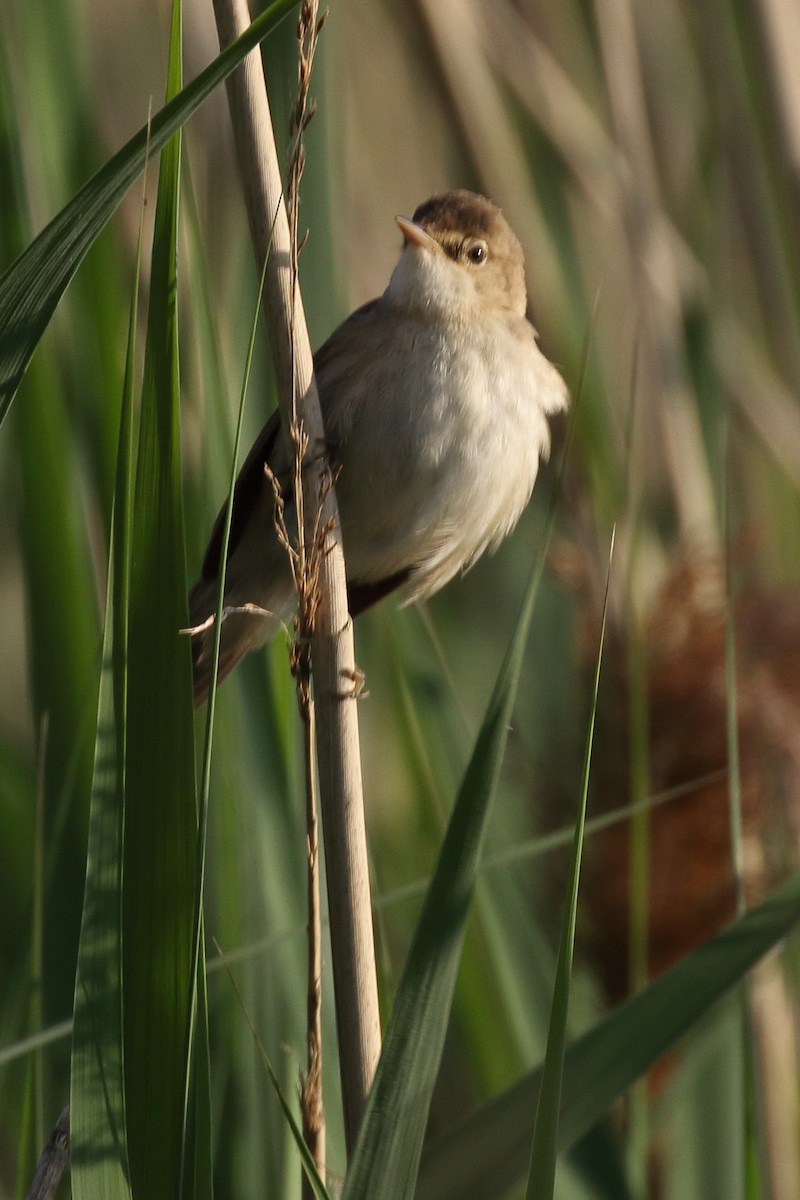 Common Reed Warbler - ML620153586