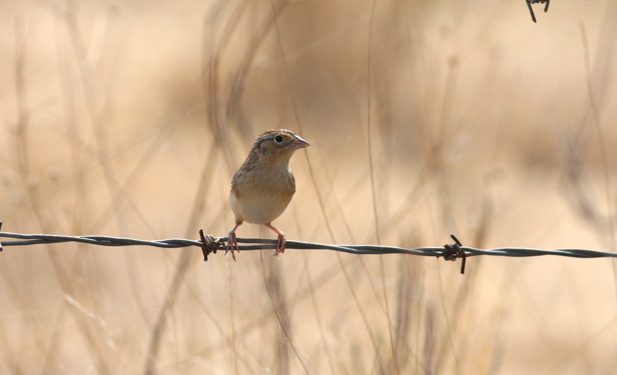 Grasshopper Sparrow - ML620153587