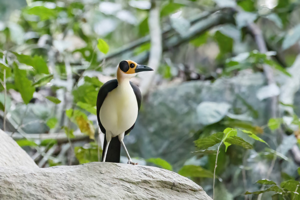 White-necked Rockfowl - ML620153588