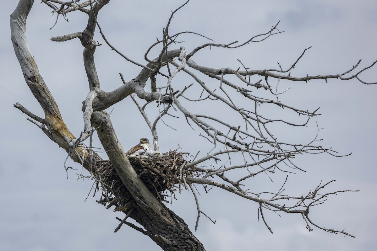 Ferruginous Hawk - ML620153591