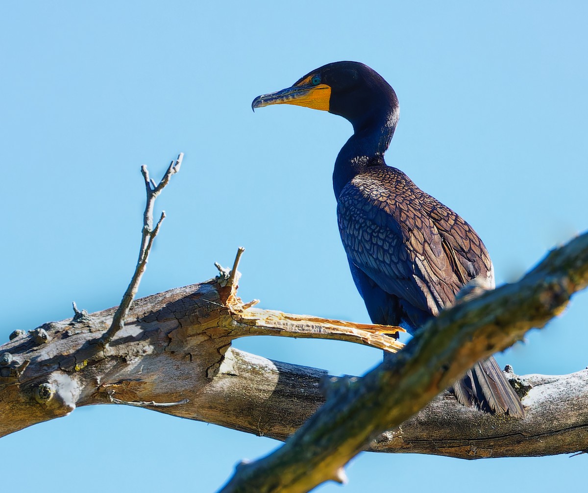 Cormoran à aigrettes - ML620153593