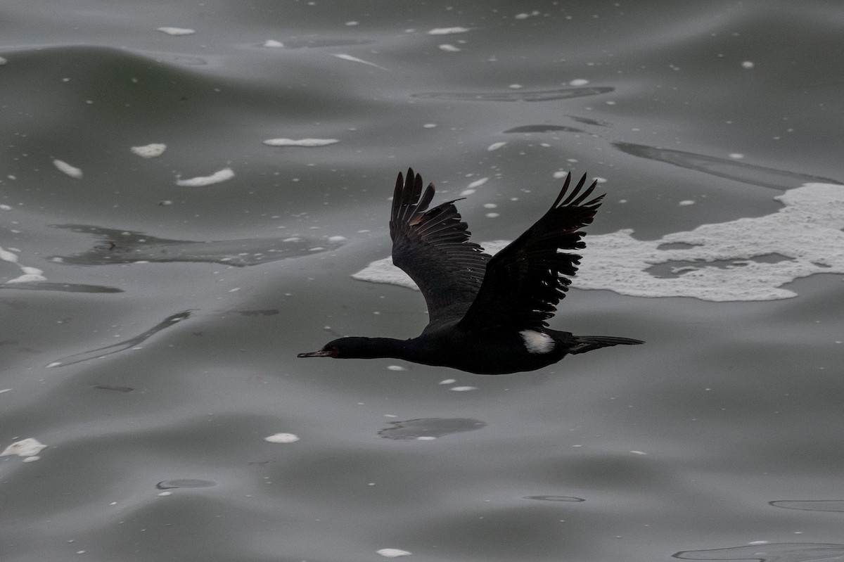 Pelagic Cormorant - Tom Hambleton