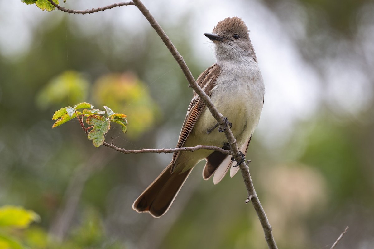 Ash-throated Flycatcher - ML620153615