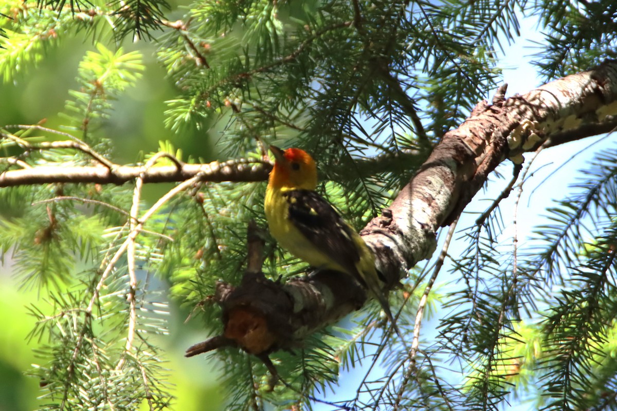Western Tanager - ML620153619