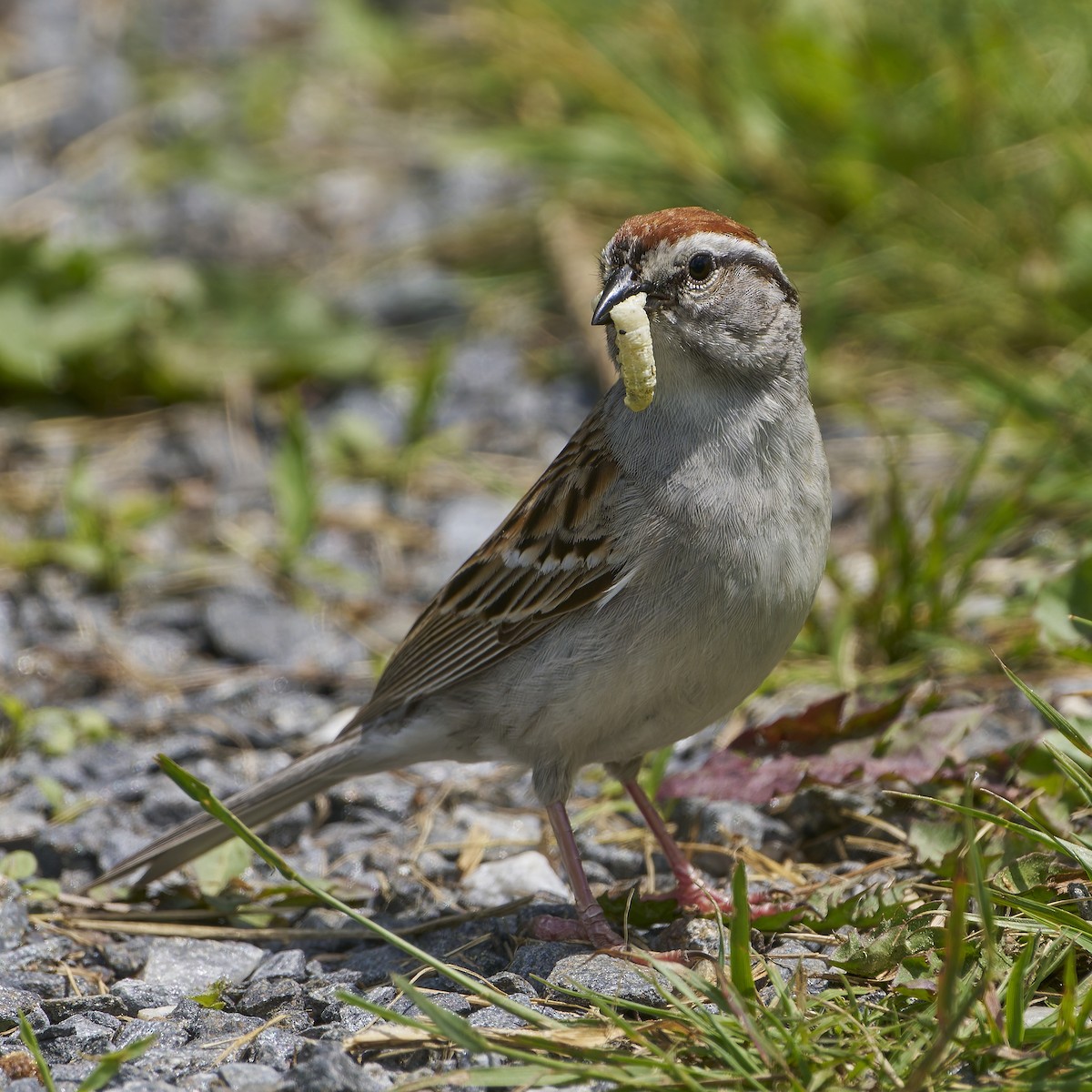 Chipping Sparrow - ML620153625