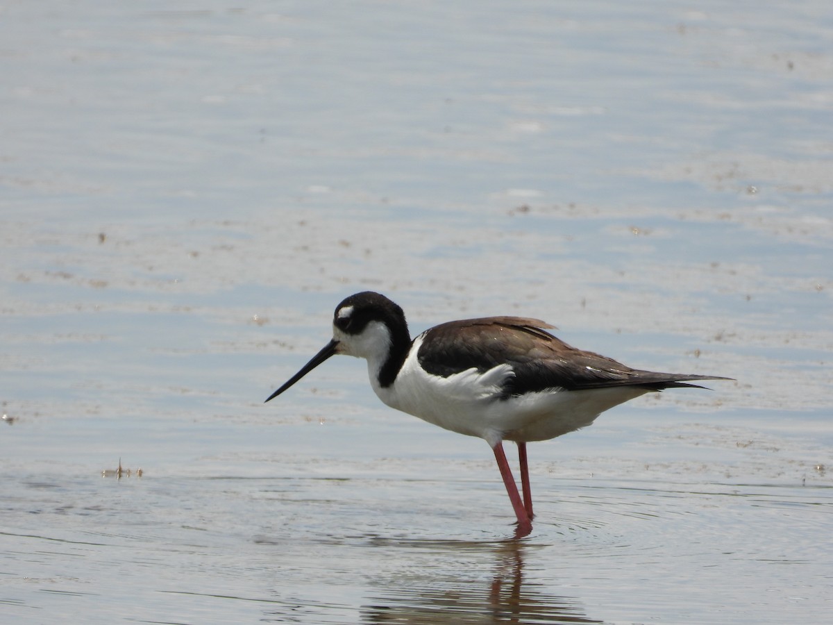 Schwarznacken-Stelzenläufer - ML620153633