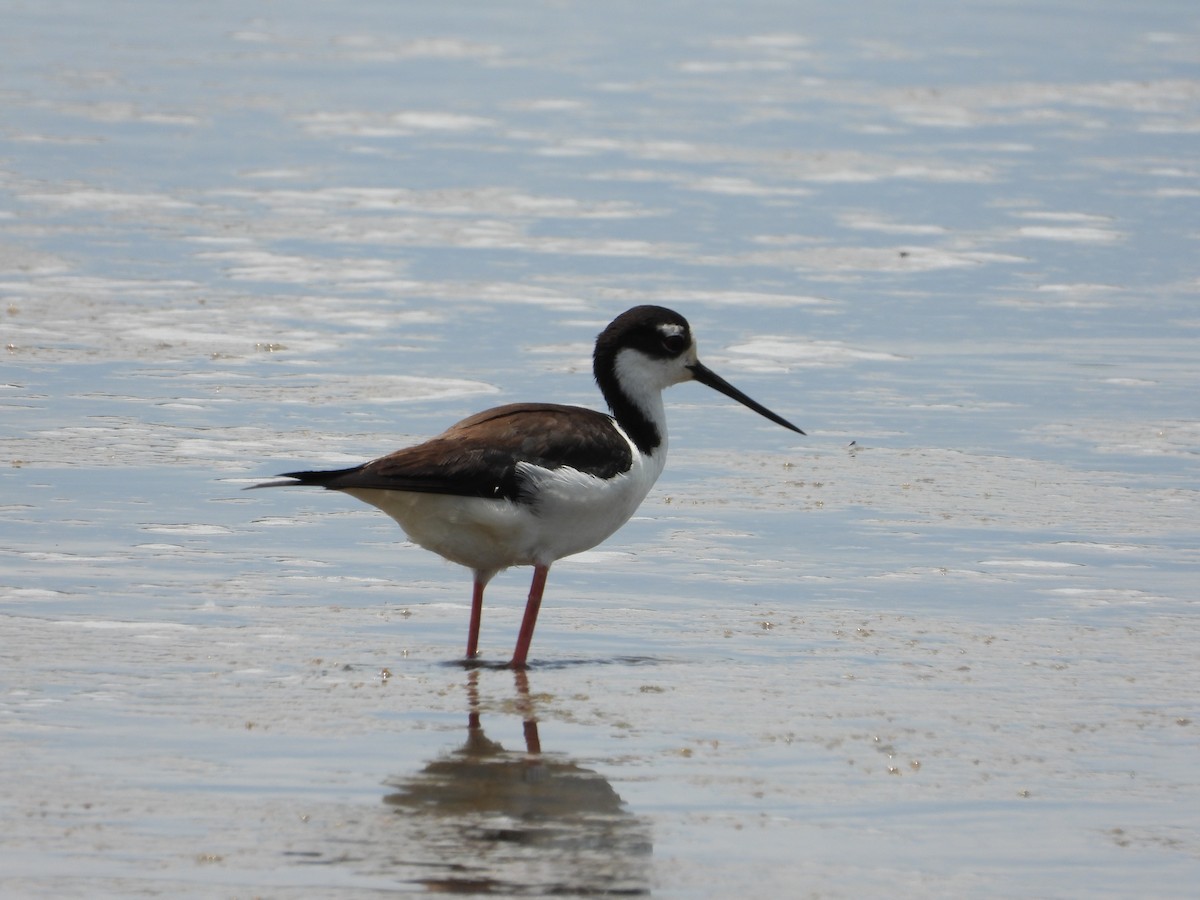 Black-necked Stilt - ML620153634