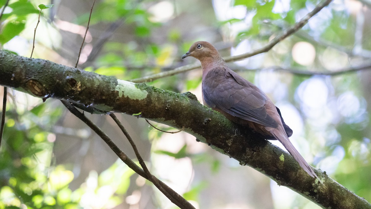 Brown Cuckoo-Dove - ML620153636