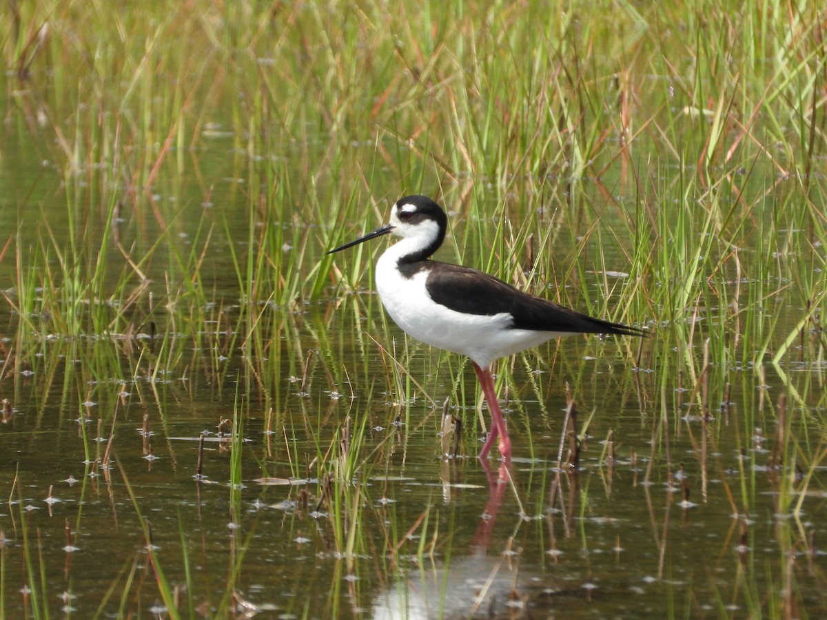 Black-necked Stilt - ML620153657