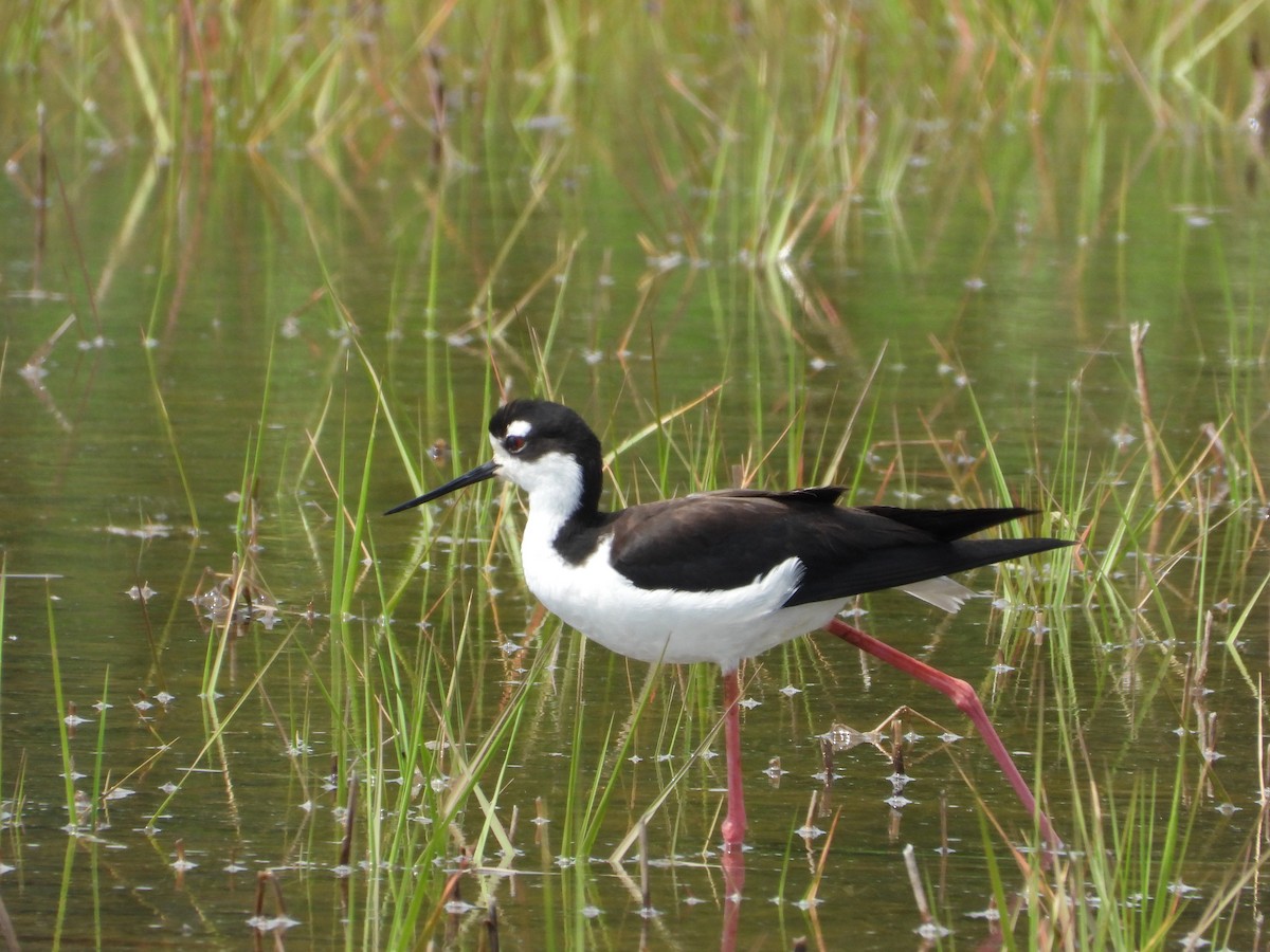 Black-necked Stilt - ML620153658