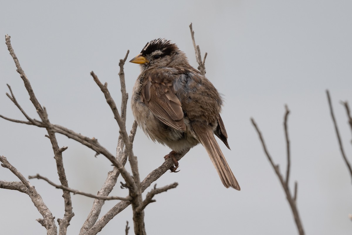White-crowned Sparrow - ML620153660
