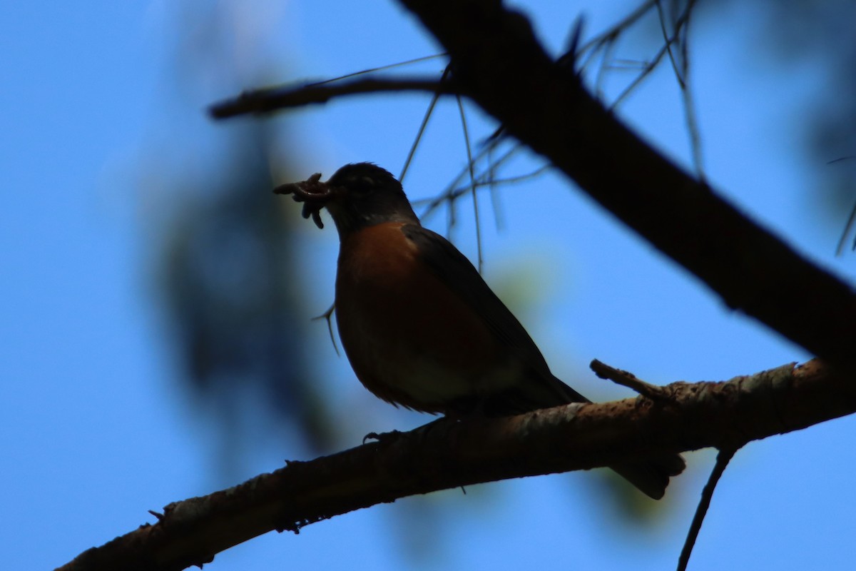 American Robin - ML620153661