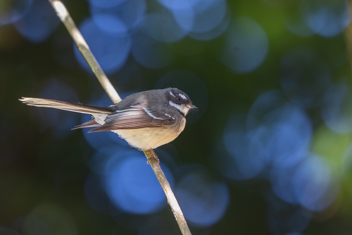 Gray Fantail - ML620153666