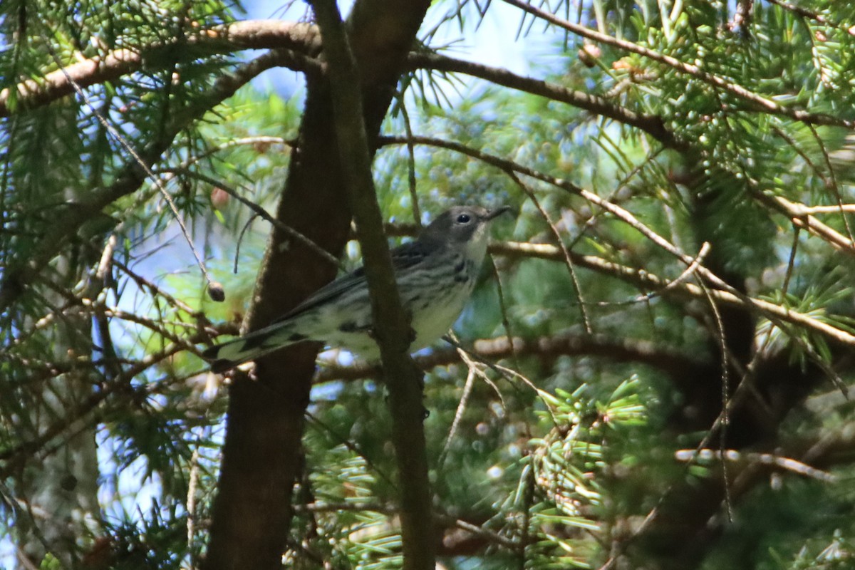 Yellow-rumped Warbler - ML620153677