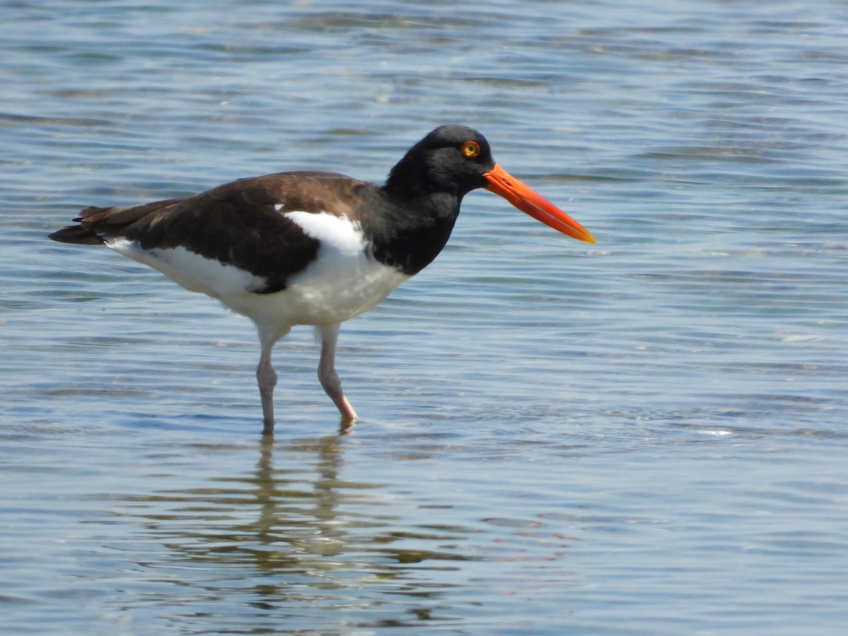 American Oystercatcher - ML620153692