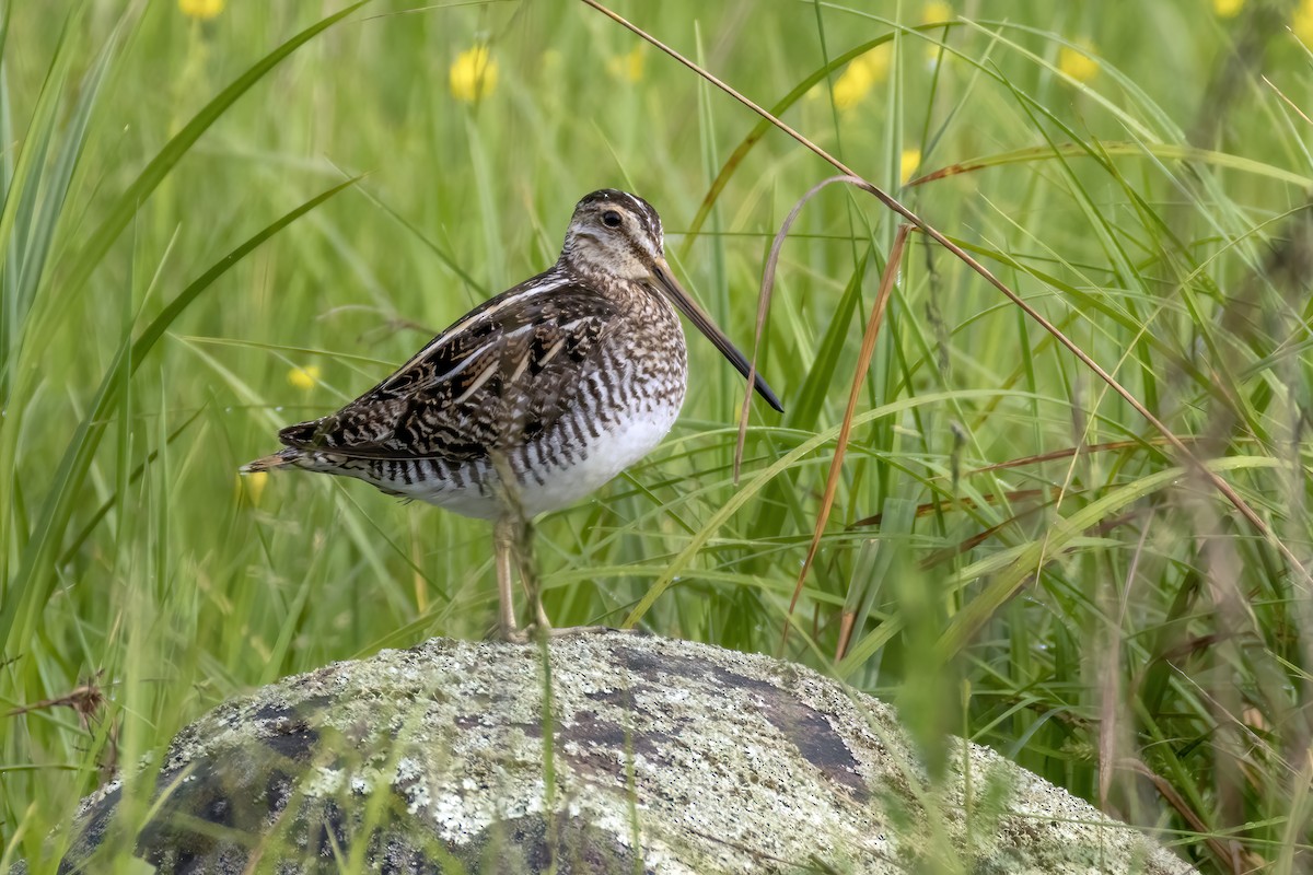 Wilson's Snipe - ML620153708