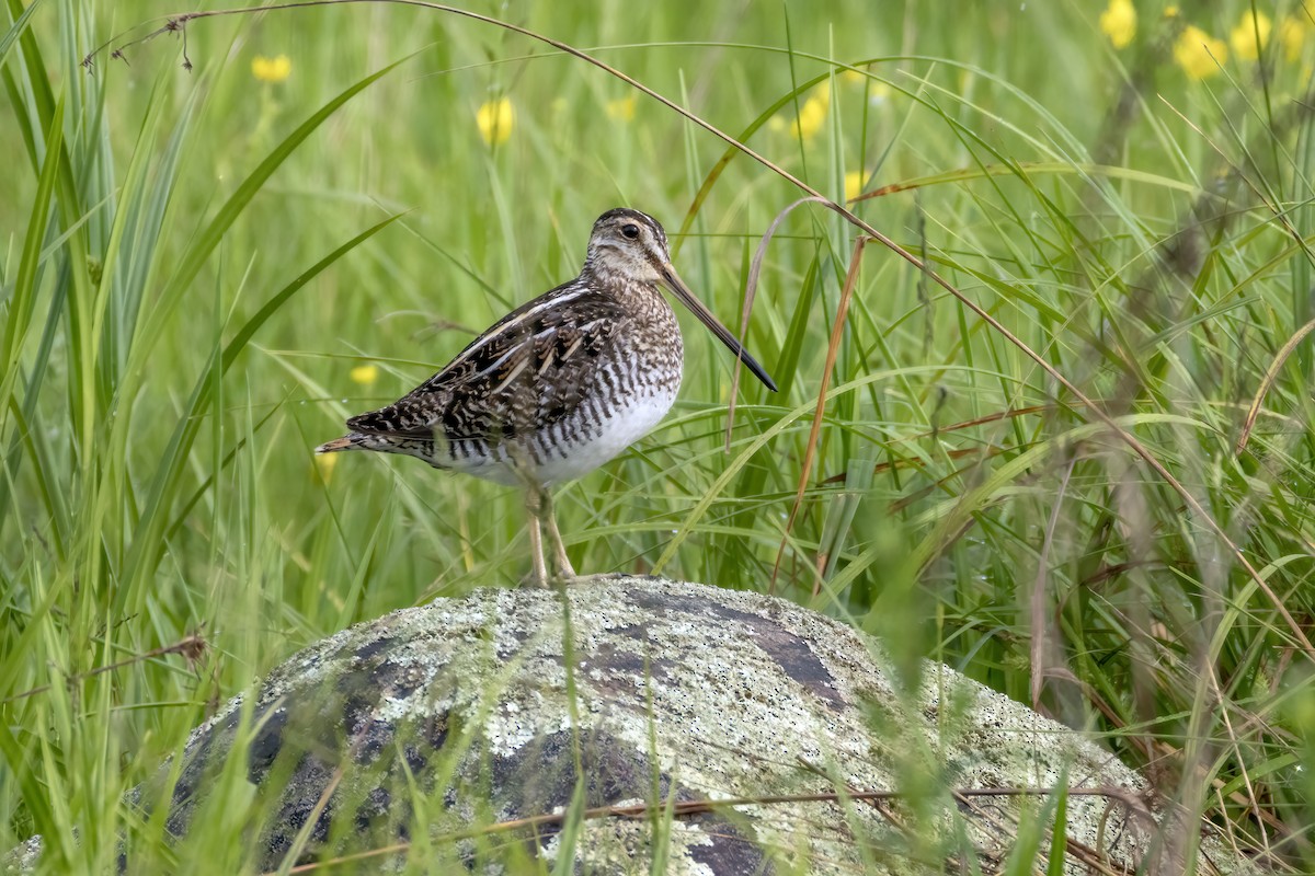 Wilson's Snipe - ML620153710