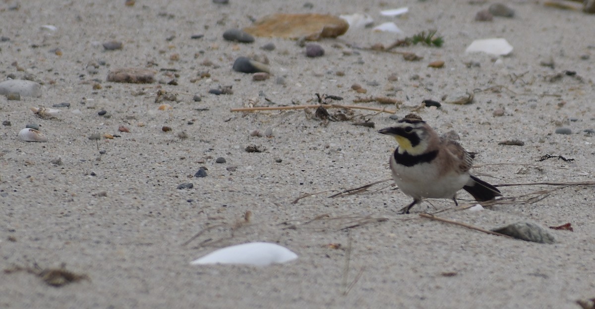 Horned Lark - ML620153712