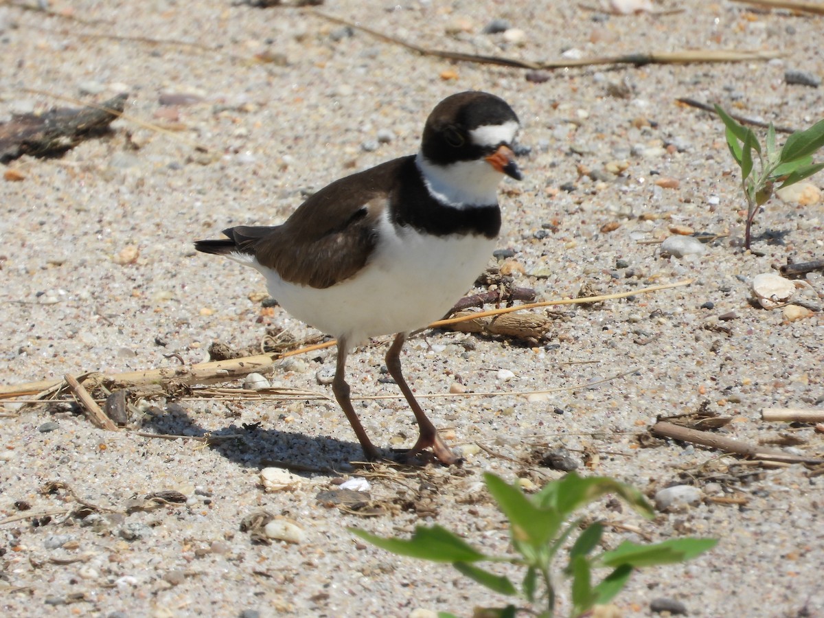 Semipalmated Plover - ML620153722
