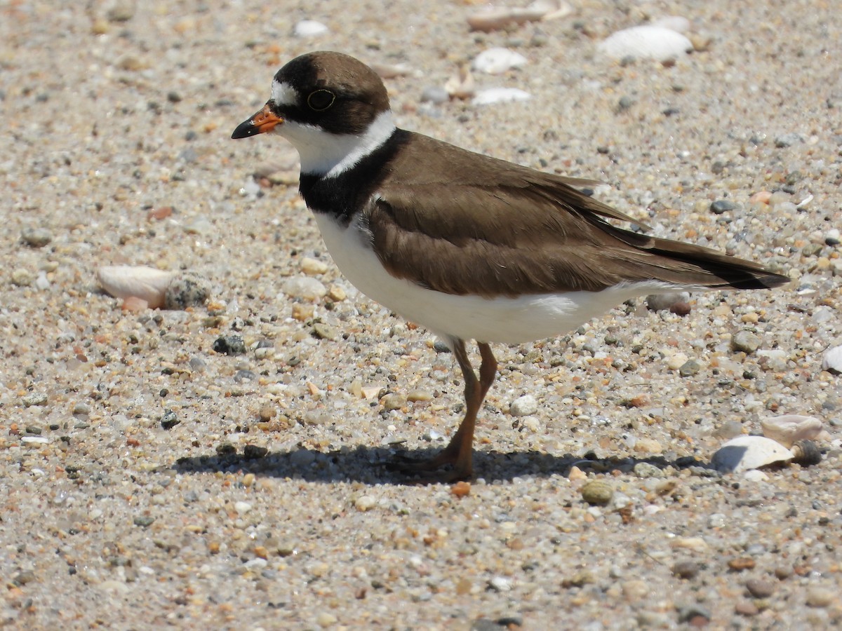 Semipalmated Plover - ML620153723