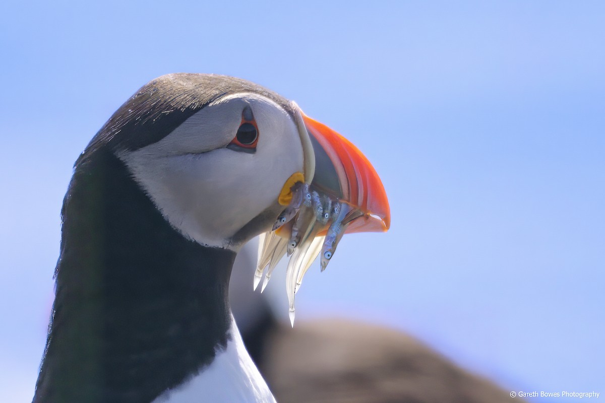 Atlantic Puffin - ML620153729