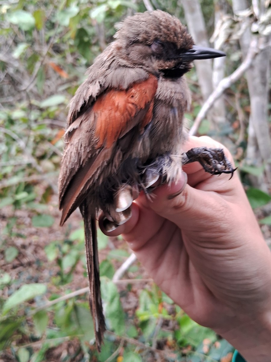 Red-shouldered Spinetail - ML620153741