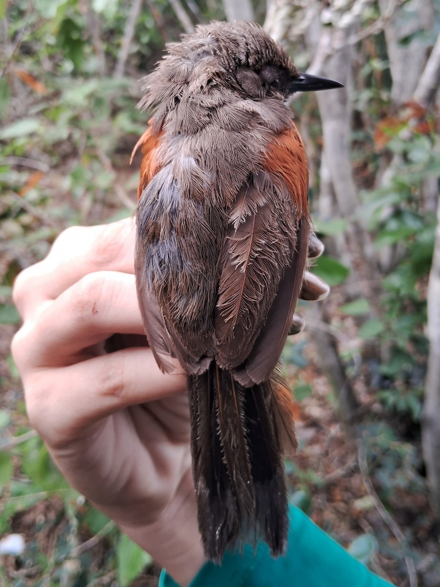 Red-shouldered Spinetail - ML620153743