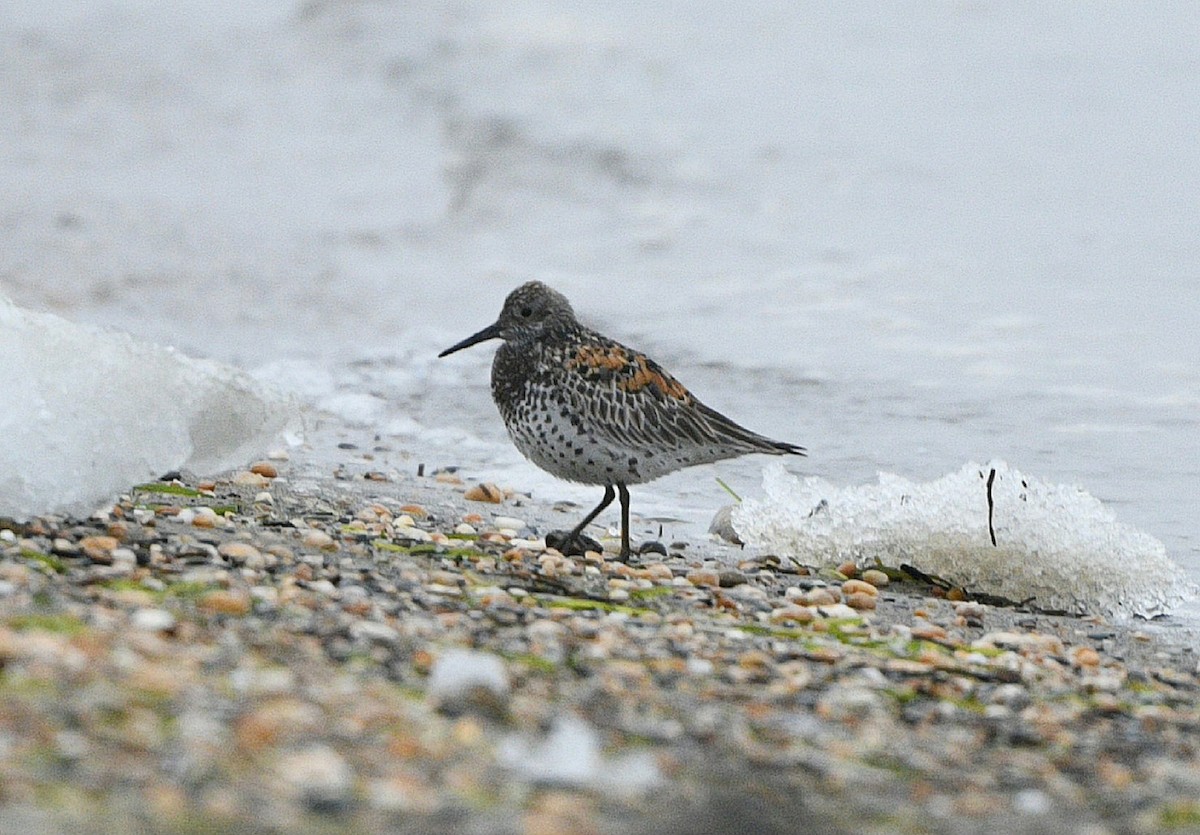 Great Knot - ML620153745