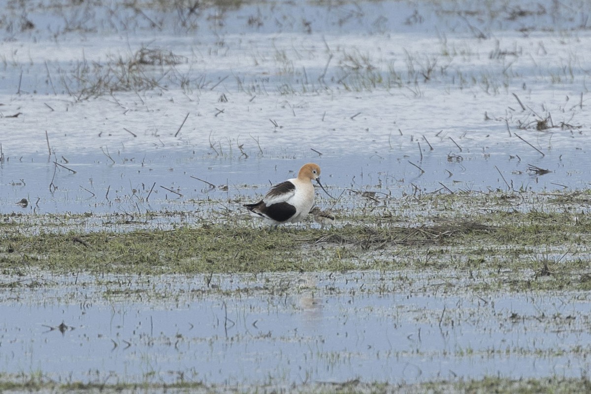 Avoceta Americana - ML620153747